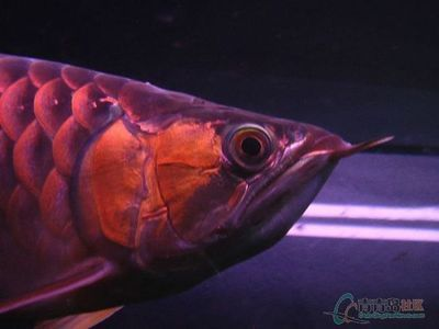 紅龍魚論壇：紅龍魚市場價格趨勢 紅龍魚論壇：紅龍魚市場價格趨勢 紅龍魚百科 第5張