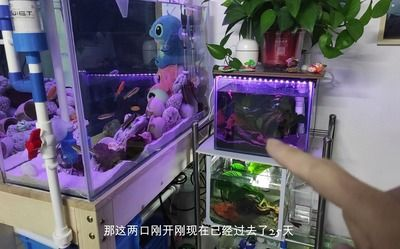 玻璃魚缸可以鉆孔嗎：玻璃魚缸可以進行鉆孔操作嗎？