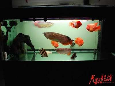 上門維修魚缸電話