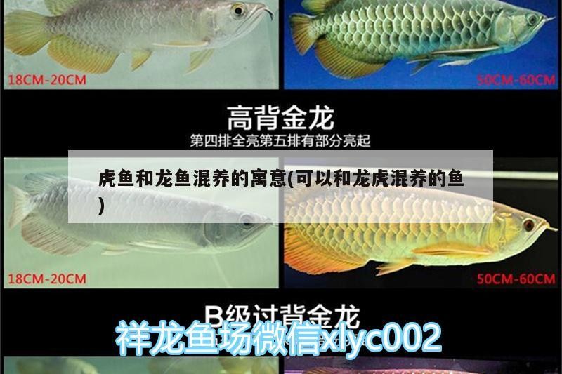 虎魚和龍魚混養的寓意(可以和龍虎混養的魚)