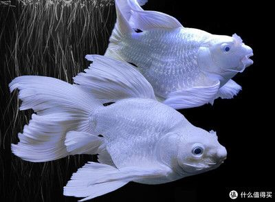 白色的觀賞魚叫什么品種魚（如何養(yǎng)護(hù)白色觀賞魚）