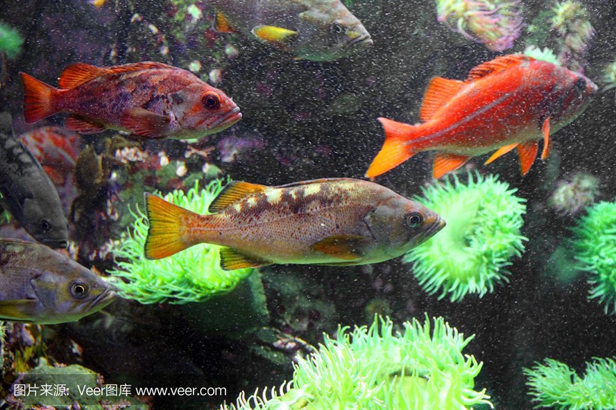 大洋水族魚缸廠家在哪里：大洋水族魚缸廠家