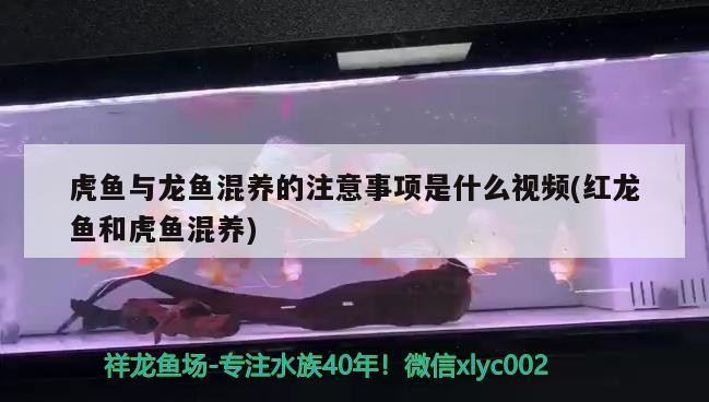 虎魚與龍魚混養的注意事項是什么視頻(紅龍魚和虎魚混養)