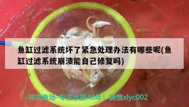 魚缸過濾系統壞了緊急處理辦法有哪些呢(魚缸過濾系統崩潰能自己修復嗎)