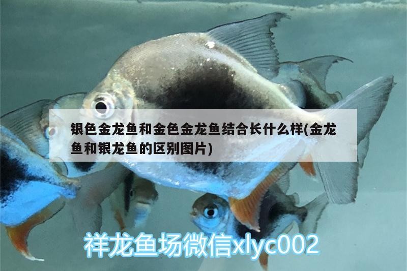 銀色金龍魚和金色金龍魚結合長什么樣(金龍魚和銀龍魚的區別圖片)