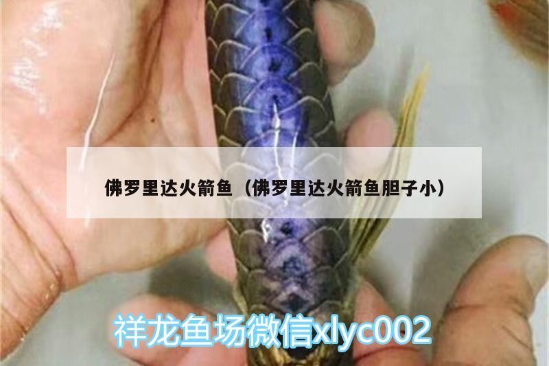 佛羅里達火箭魚（佛羅里達火箭魚膽子小）