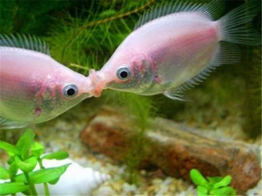 100種熱帶魚圖片