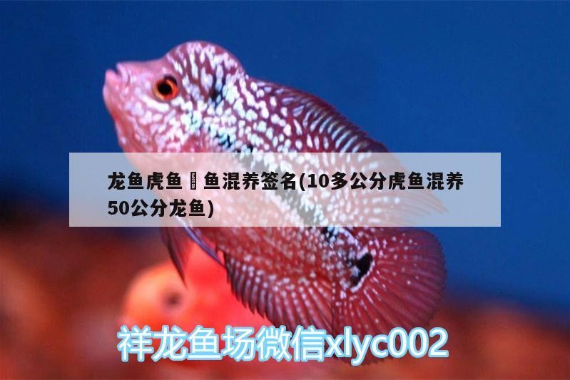 龍魚虎魚魟魚混養簽名(10多公分虎魚混養50公分龍魚)