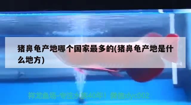 豬鼻龜產地哪個國家最多的(豬鼻龜產地是什么地方)