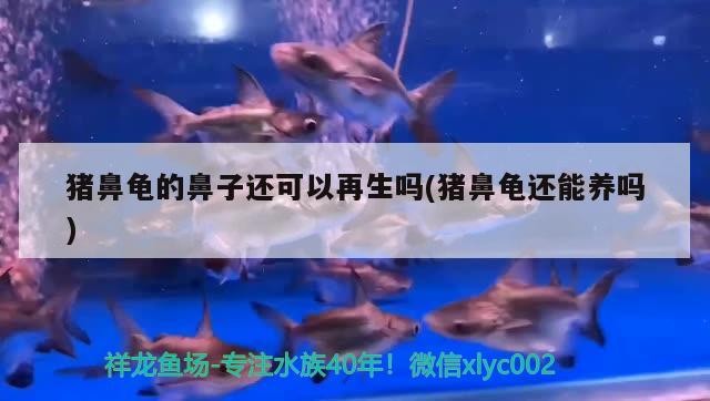 豬鼻龜的鼻子還可以再生嗎(豬鼻龜還能養嗎)