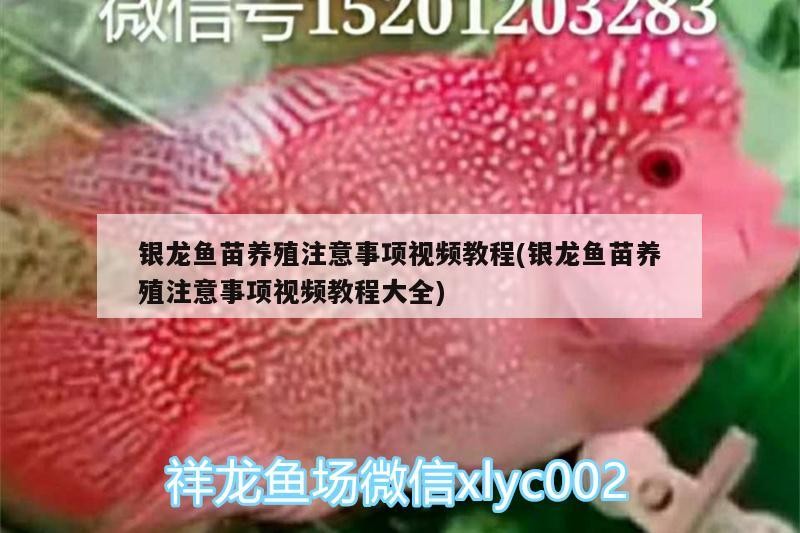 銀龍魚苗養殖注意事項視頻教程(銀龍魚苗養殖注意事項視頻教程大全)