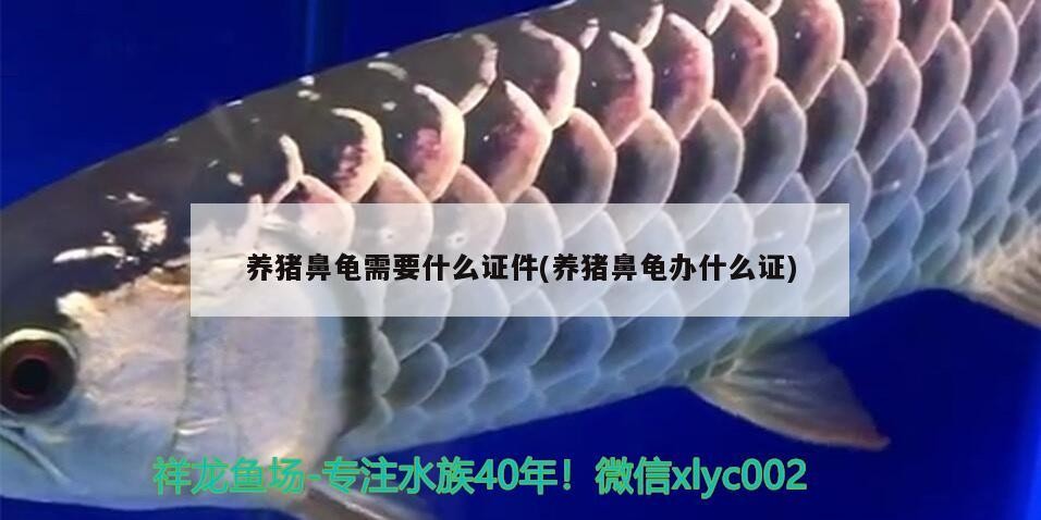 養豬鼻龜需要什么證件(養豬鼻龜辦什么證)