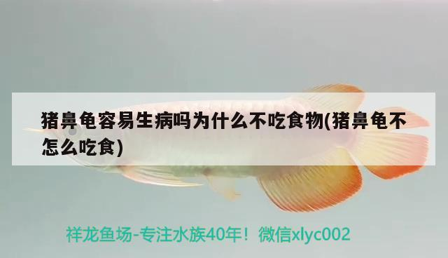 豬鼻龜容易生病嗎為什么不吃食物(豬鼻龜不怎么吃食)
