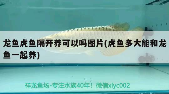 魟魚 龍魚虎魚隔開養可以嗎圖片(虎魚多大能和龍魚一起養) 虎魚百科 龍魚虎魚隔開養可以嗎圖片(虎魚多大能和龍魚一起養) 龍魚虎魚隔開養可以嗎圖片(虎魚多大能和龍魚一起養) 虎魚百科