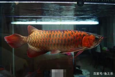 紅龍魚能養多久才能長大：紅龍魚一年可以長15-20厘米，紅龍魚成年后養護技巧