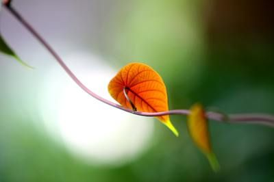 紅龍魚偶爾去缸底趴著可以嗎：紅龍魚偶爾去缸底趴著可能由多種因素引起紅龍魚水質(zhì)要求