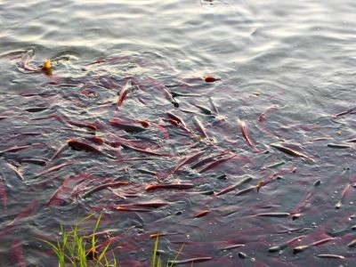 紅龍魚偶爾去缸底趴著可以嗎：紅龍魚偶爾去缸底趴著可能由多種因素引起紅龍魚水質(zhì)要求