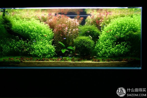 辰溪縣七彩水族店（辰溪縣七彩水族店電話）