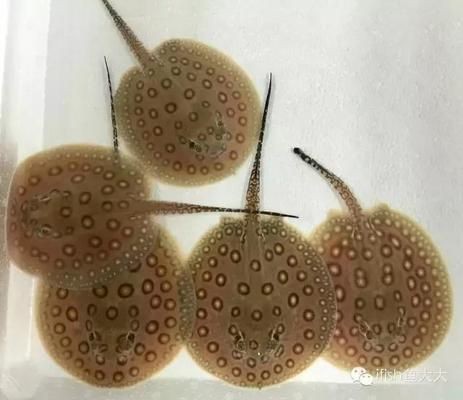 黑帝王魟魚原生數量現狀，黑帝王魟魚市場價格趨勢