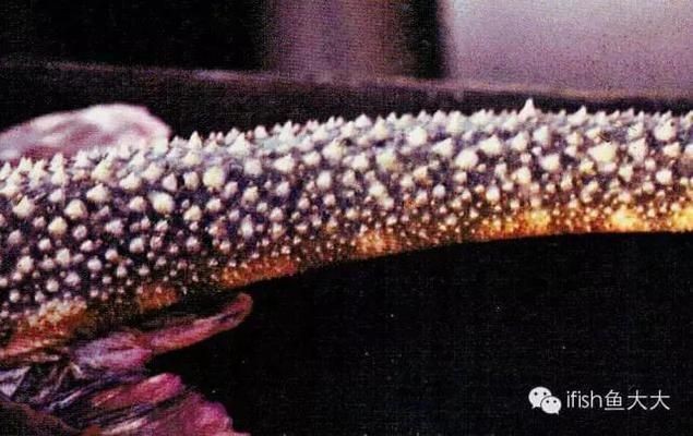 黑帝王魟魚原生數量現狀，黑帝王魟魚市場價格趨勢
