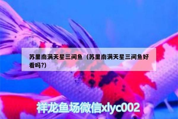 黑帝王魟魚原生數量現狀，黑帝王魟魚市場價格趨勢