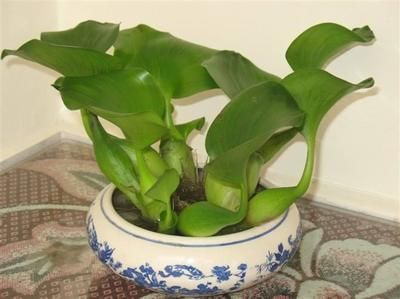 玻璃魚缸養(yǎng)水葫蘆要用百分幾的鹽水殺菌水葫蘆