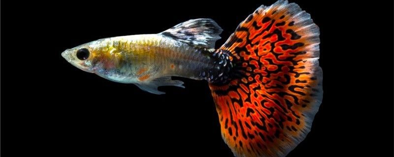 孔雀魚生小魚怎么養怎么防止孔雀魚吃小魚
