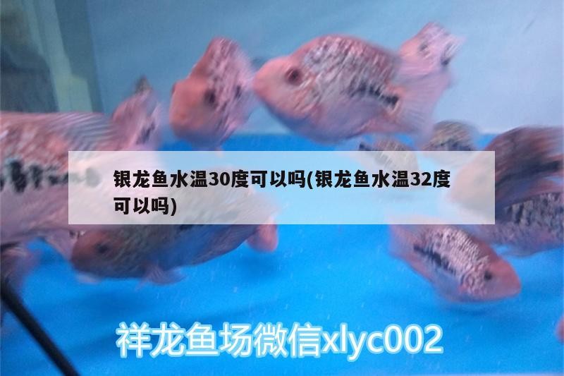 銀龍魚水溫30度可以嗎(銀龍魚水溫32度可以嗎) 銀龍魚水溫30度可以嗎(銀龍魚水溫32度可以嗎) 銀龍魚百科