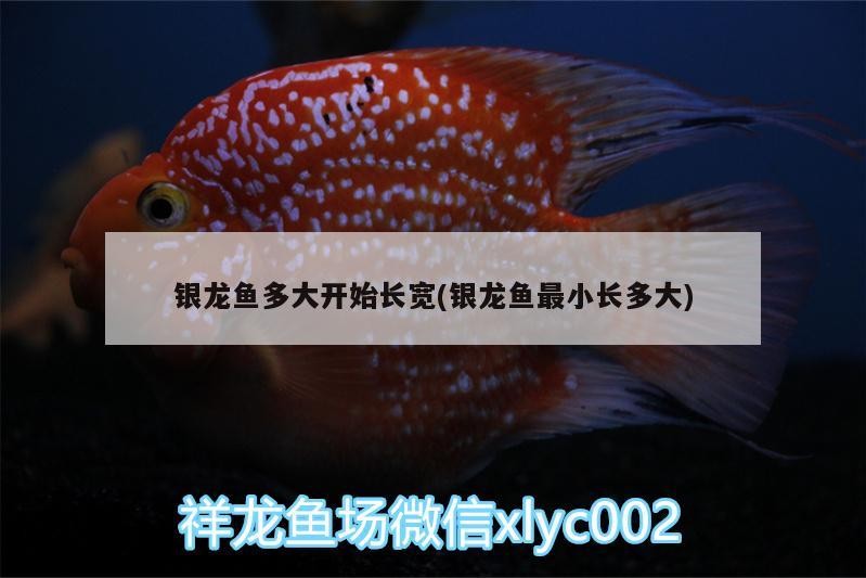 銀龍魚多大開始長寬(銀龍魚最小長多大)