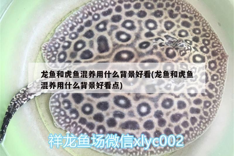 魚缸用增氧泵價(jià)格是多少:魚缸增氧機(jī)-xtrac增氧機(jī)-xtrac增氧機(jī) 龍魚和虎魚混養(yǎng)用什么背景好看(龍魚和虎魚混養(yǎng)用什么背景好看點(diǎn)) 虎魚百科 龍魚和虎魚混養(yǎng)用什么背景好看(龍魚和虎魚混養(yǎng)用什么背景好看點(diǎn)) 龍魚和虎魚混養(yǎng)用什么背景好看(龍魚和虎魚混養(yǎng)用什么背景好看點(diǎn)) 虎魚百科