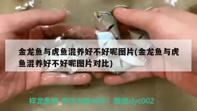 金龍魚與虎魚混養好不好呢圖片(金龍魚與虎魚混養好不好呢圖片對比)