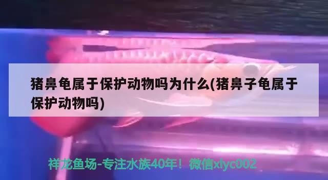 豬鼻龜屬于保護動物嗎為什么(豬鼻子龜屬于保護動物嗎)