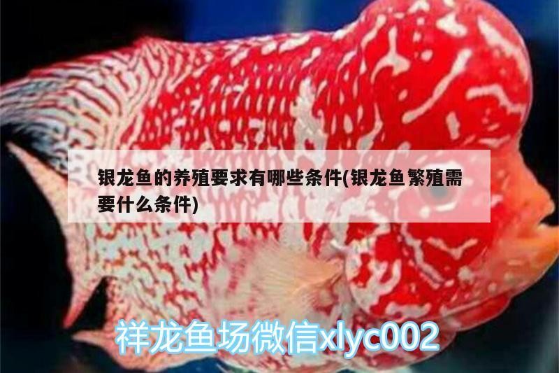 銀龍魚的養(yǎng)殖要求有哪些條件(銀龍魚繁殖需要什么條件)