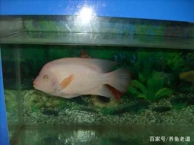 龍魚咬流血了怎么辦 龍魚百科 第1張 龍魚咬流血了怎么辦 龍魚咬流血了怎么辦 龍魚百科 第1張