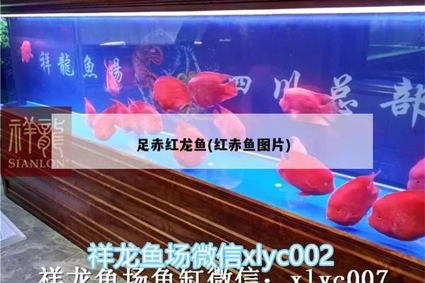 野生赤血紅龍魚能長多大：野生赤血紅龍魚體長可以超過1米