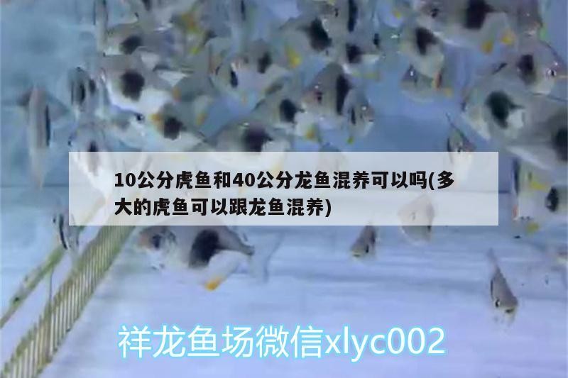 10公分虎魚和40公分龍魚混養可以嗎(多大的虎魚可以跟龍魚混養)