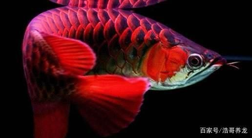 紅龍魚配魚有哪些：紅龍魚與紅色鸚鵡魚混養注意事項紅龍魚與魟魚混養注意事項