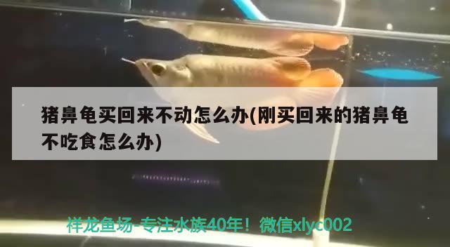 豬鼻龜買回來不動怎么辦(剛買回來的豬鼻龜不吃食怎么辦)