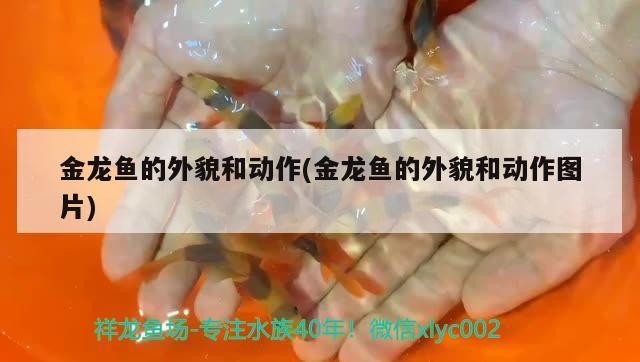 銀龍魚適合多大的魚缸養(養銀龍魚用多大的魚缸) 金龍魚的外貌和動作(金龍魚的外貌和動作圖片) 森森魚缸 金龍魚的外貌和動作(金龍魚的外貌和動作圖片) 金龍魚的外貌和動作(金龍魚的外貌和動作圖片) 森森魚缸