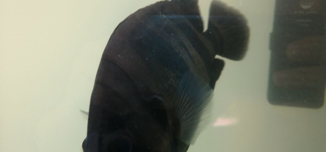 虎魚身上長了一層白膜怎么回事：虎魚身上長了一層白膜可能是由于多種原因引起的