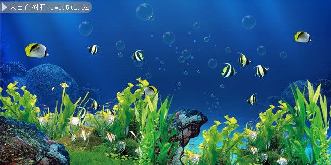 大魚缸照片：如何打造一個個性化的魚缸景觀 大魚缸照片：如何打造一個個性化的魚缸景觀 魚缸百科 第3張