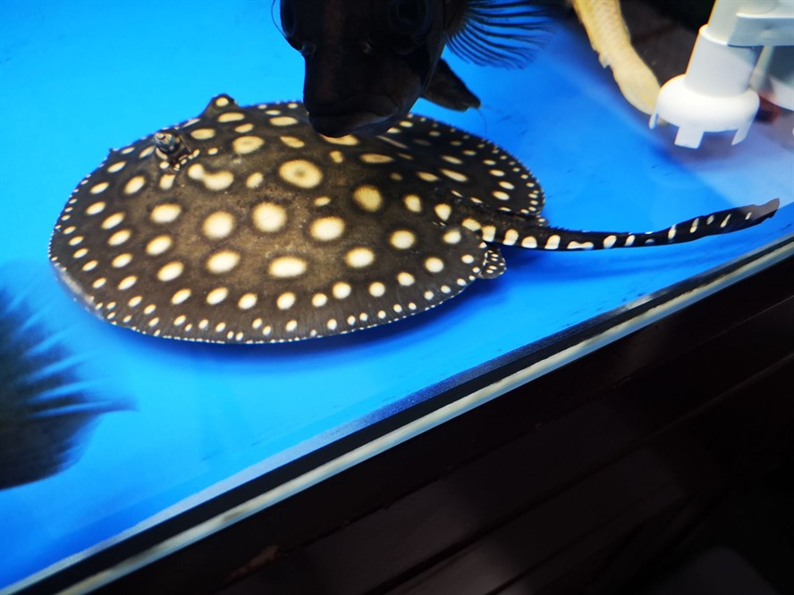 黑金魟魚，黑金魟魚是一種怎樣的魚？ 黑金魟魚，黑金魟魚是一種怎樣的魚？ 魟魚百科 第4張