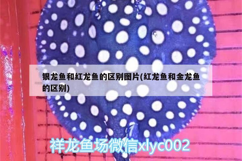 銀龍魚和紅龍魚的區別圖片(紅龍魚和金龍魚的區別)