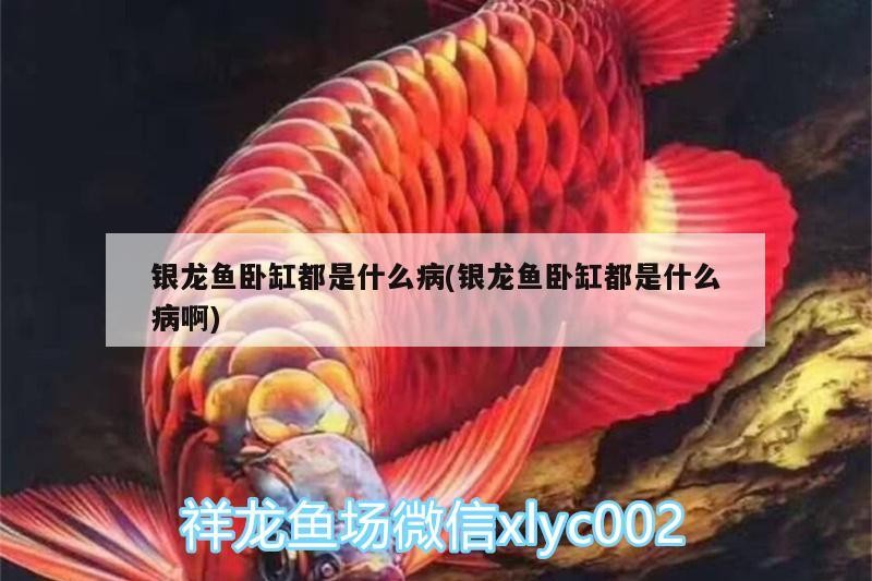 銀龍魚臥缸都是什么病(銀龍魚臥缸都是什么病啊)