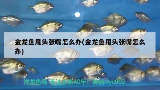 金龍魚甩頭張嘴怎么辦(金龍魚甩頭張嘴怎么辦)