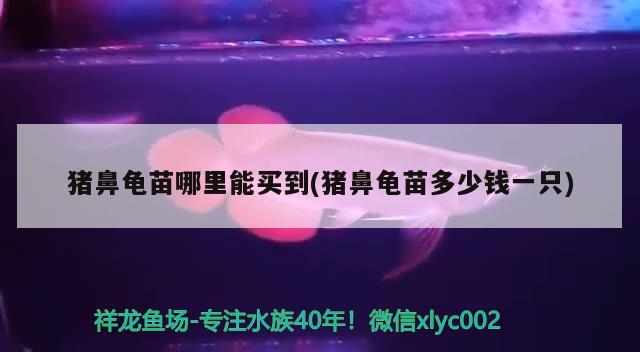 豬鼻龜苗哪里能買到(豬鼻龜苗多少錢一只)