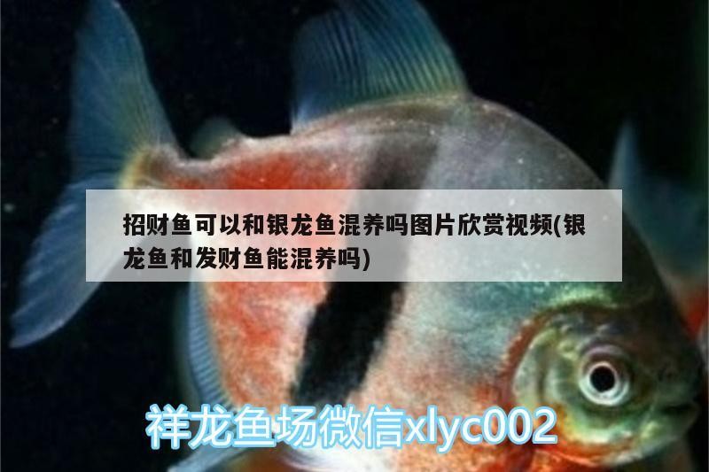 招財魚可以和銀龍魚混養嗎圖片欣賞視頻(銀龍魚和發財魚能混養嗎)