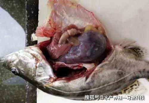 福魟魟魚疾病預防方法，如何判斷福[需手動填充][需手動填充]魚是否受緊迫，福[需手動填充][需手動填充]魚常見病原體介紹 福魟魟魚疾病預防方法，如何判斷福[需手動填充][需手動填充]魚是否受緊迫，福[需手動填充][需手動填充]魚常見病原體介紹 魟魚百科 第5張