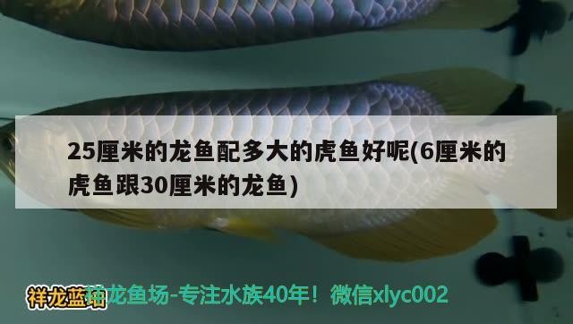 25厘米的龍魚配多大的虎魚好呢(6厘米的虎魚跟30厘米的龍魚)