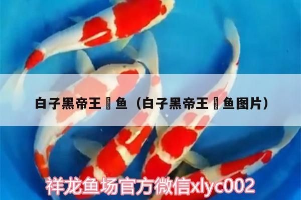 白子黑帝王魟魚的日常護理，白子黑帝王魟魚的日常護理基本指南：白子黑帝王魟魚 白子黑帝王魟魚的日常護理，白子黑帝王魟魚的日常護理基本指南：白子黑帝王魟魚 魟魚百科